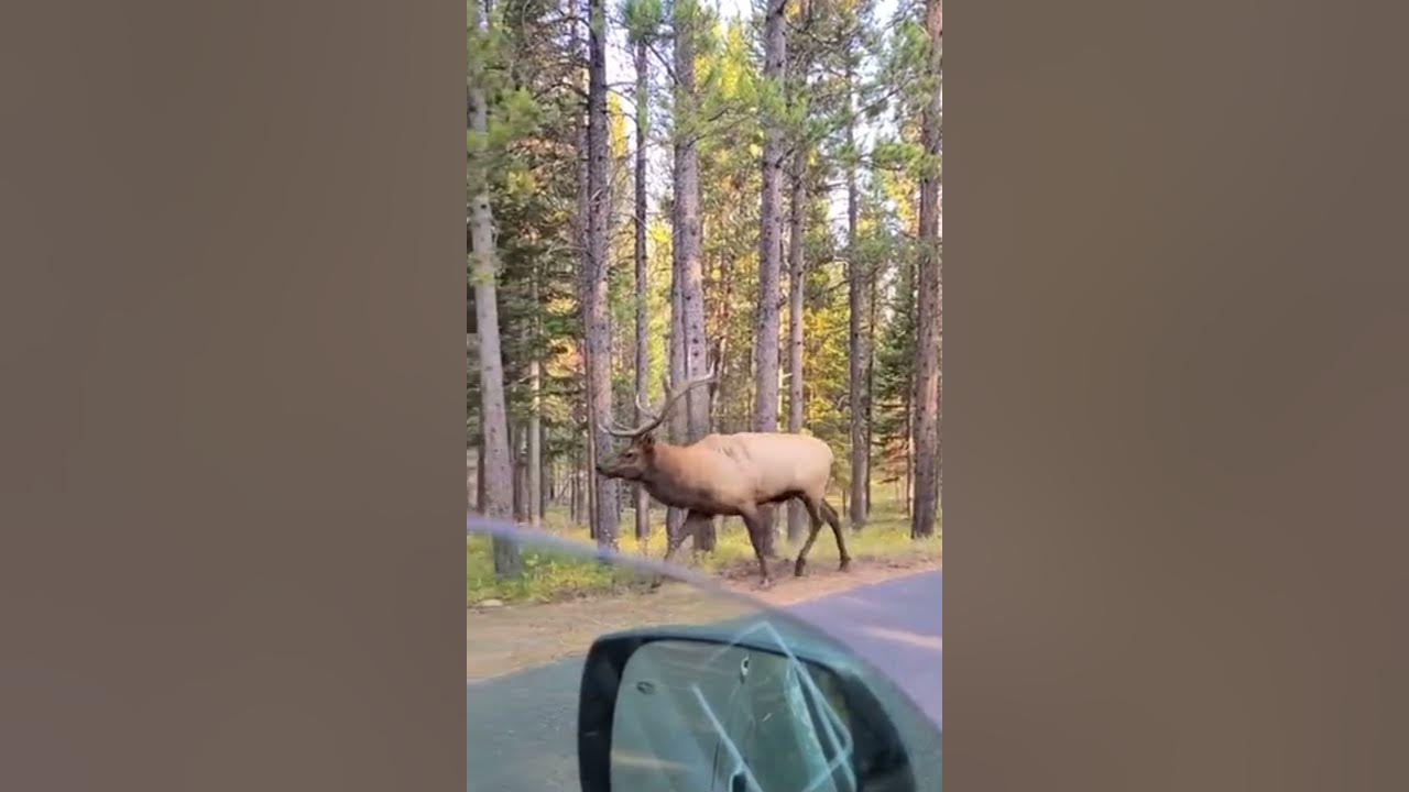 Elk Noises YouTube
