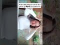 bihari se baat kr kai he gloe aayega #explore #bhojpuri #bihari #trendingshorts #viral #ytshorts