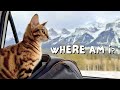 We moved across the country with our bengal cat and rescue dog canada road trip  ep 12