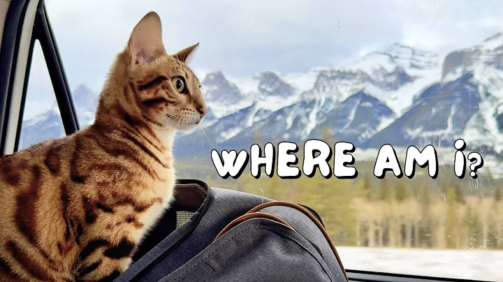 Video 3827281: bengal cat rescue, bengal kitten growing, dog bengal cat