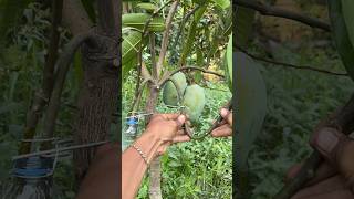 easy way to propagate mango plants🥭#gardening #plants #shorts