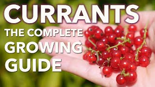 Grow Currants From Planting To Harvest