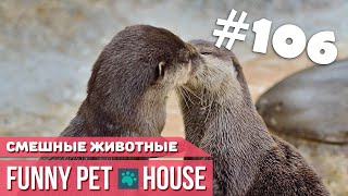 СМЕШНЫЕ ЖИВОТНЫЕ И ПИТОМЦЫ #106 АВГУСТ 2019 | Funny Pet House