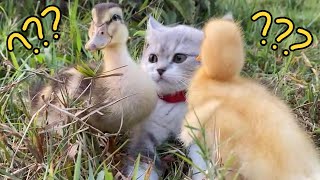 The kitten is so funny, taking the duck swimming! But the kitten is afraid of water. So cute funny