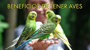 ¿Qué es lo que más atrae a los pájaros?