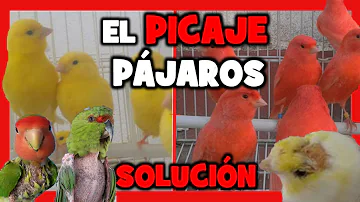 ¿Cómo se castiga a un pájaro?