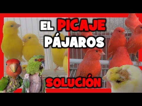 Video: Desplume De Plumas En Pájaros