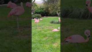 Too Many Flamingos