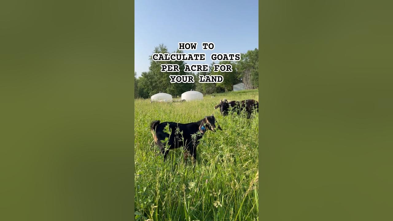 How to calculate goats per acre regenerativeagriculture goatfarming YouTube