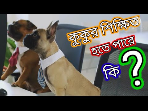 ভিডিও: কেন পোষা প্রাণীগুলির জন্য টুবাল লিগেশন এবং ভ্যাসেক্টোমিজ দাঁতগুলিকে টানতে দেওয়ার মতো হতে পারে (এবং আপনি এটি সম্পর্কে কী করতে পারেন)