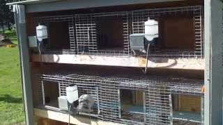 Rabbit Update - Second Level Done