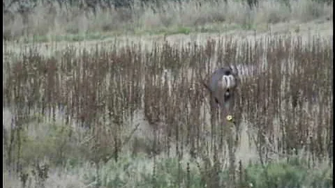 Big Bucks on Antelope Island