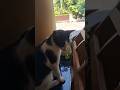 American varunnund😅#cat #cats #funny #comedy #youtubeshorts #shorts #viral #trending #reels #love