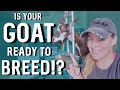 How To Prepare Your Goats For Breeding Season! 🐐❤🐐  Everything You Need To Know!