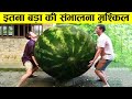 ऐसे फल सिर्फ नसीब वाले खा पाते है 15 biggest fruits & Vegitables ever created,world record