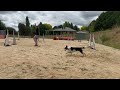 Onemind dogs  sequences to practice agility handling techniques  japanese