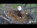 Berry College Eagles ~ Ma Berry Lays First Egg! 💖 Pa Brings In Celebratory Squirrel! 1.12.20