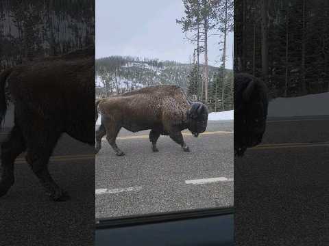 Frosty... #nationalpark #natgeo #wyoming #animal #wildlife #bison #yellowstone #nationalpark #natgeo