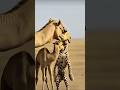 #animals #art #trendingreels #africa