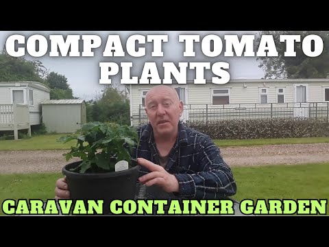 Compact Tomato Plants