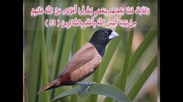سورة الأنعام الصفحة 134 مكررة بصوت الشيخ أيمن سويد