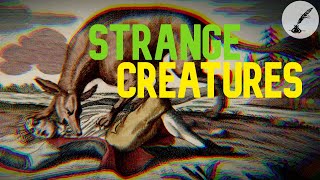 5 Strangest & Most Bizarre Creatures Ever Encountered