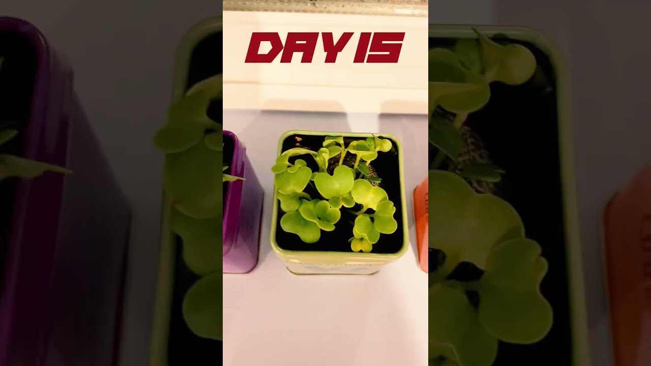 藤井風🥕野菜缶🥦育成日記②🍅 #fujiikaze - YouTube