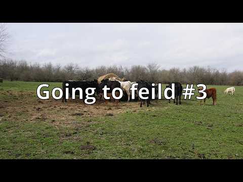 going to field #3 #cattle #cattlefarming #cattleworld #cattlemarket #cattlefarm #subscribe