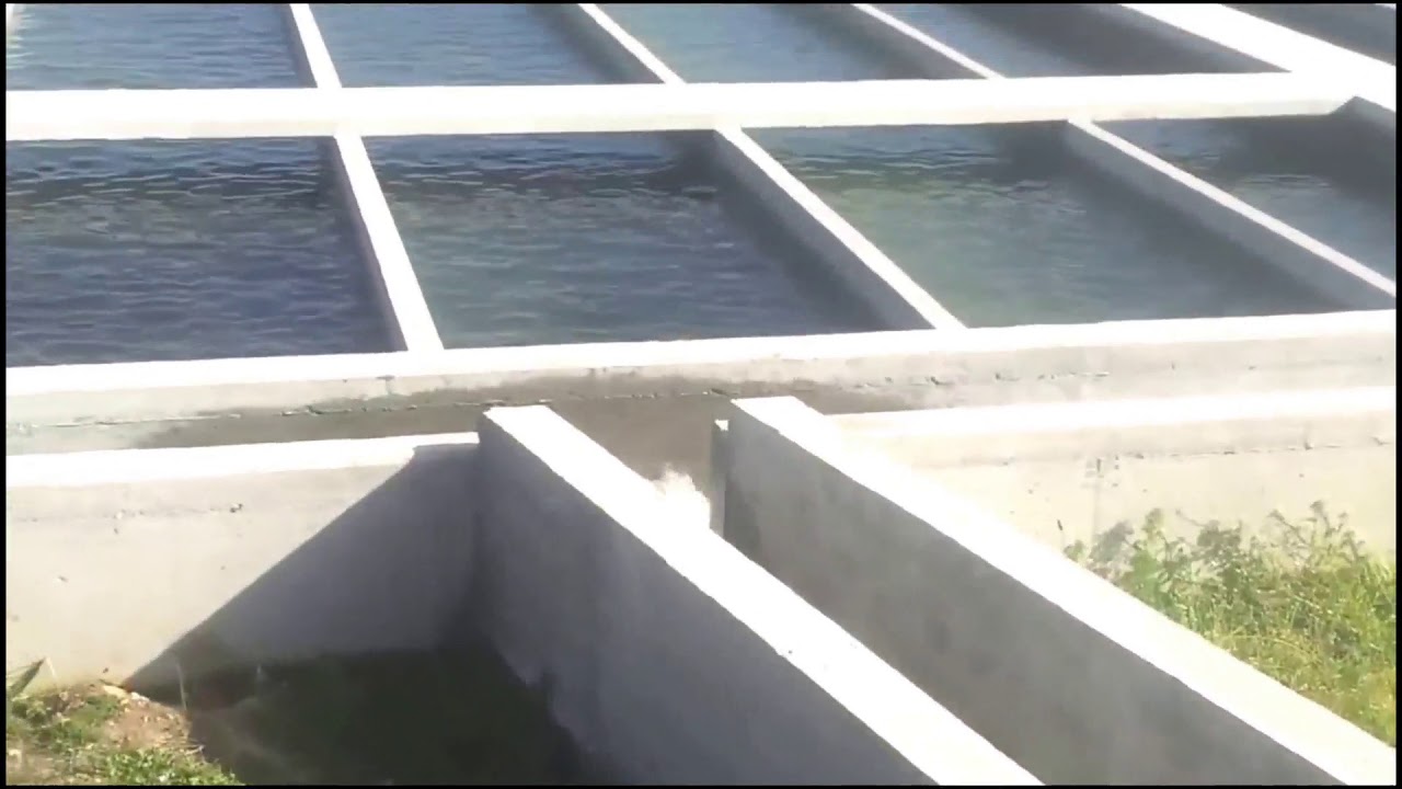 Fish farming in cement tank YouTube