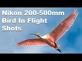 Nikkor 200mm-500mm  - Birds In Flight Performance - Roseate Spoonbills and One Big Alligator
