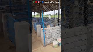 Pig Farm Visit. #piggery #swastikpigfarm #pig #businessideas #piggerybusiness #business #facts