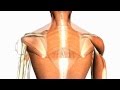 Extrinsic muscles of the back - Anatomy Tutorial