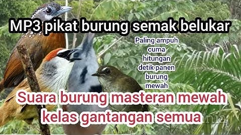 SUARA PIKAT SEMUA JENIS BURUNG SEMAK ll.mp3 pikat burung masteran mewah #pikatmasteran #pikatburcil
