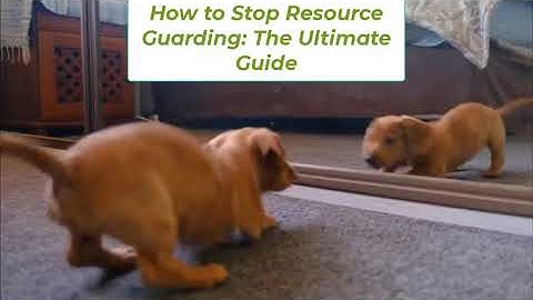 How to Stop Resource Guarding The Ultimate Guide