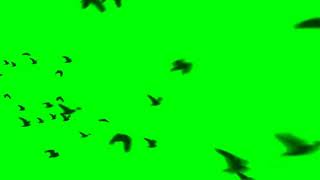 كروما خضراء طيور تطير في الهواء _ بدون حقوق HD