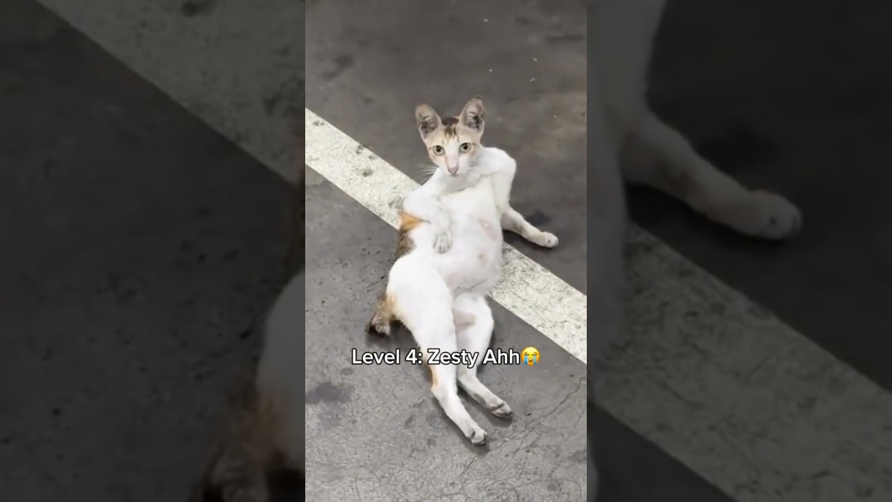 Cats but they get more freaky😩