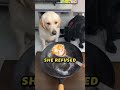 One Dog Made Sure the Other Was Never Left Out Again