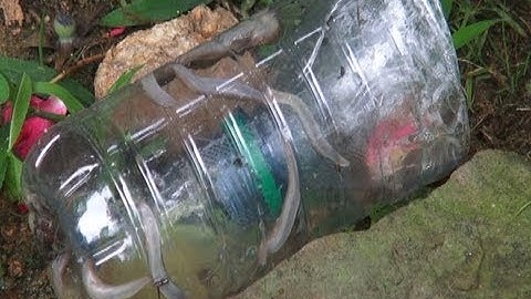 How to Make a Slug Trap