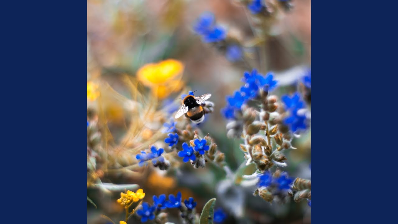 Butterfly Kisses YouTube