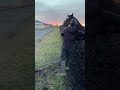 破壊神ギムレット