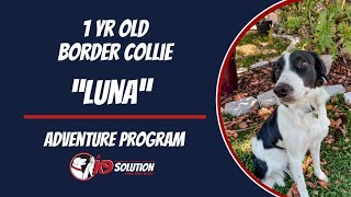 🐶Dog Trainers/Training South Florida & Arizona / Border Collie 'LUNA' 🦮 by A K9 Solution 21 views 6 days ago 7 minutes, 11 seconds