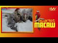 Scarlet Macaw / Guacamayo Rojo