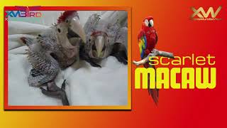 Scarlet Macaw / Guacamayo Rojo