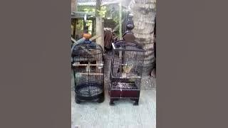 Duel maut sertu gacor