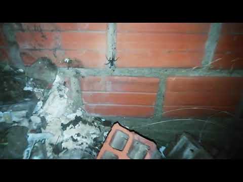 Vídeo: Diferencia Entre Araña Y Tarántula