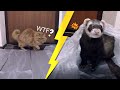 CAT vs Ferret (КОТ vs ХОРЕК)! испытание пакетами | CATvsFRED