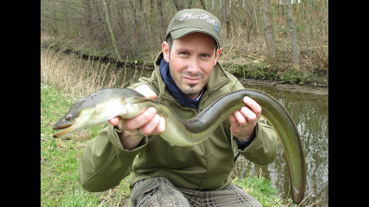 Angeln am Bach Jetzt noch "kapitaaler" Großer Aal aus kleinem Bach
