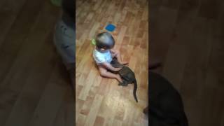 Бурманский котенок и малышка
