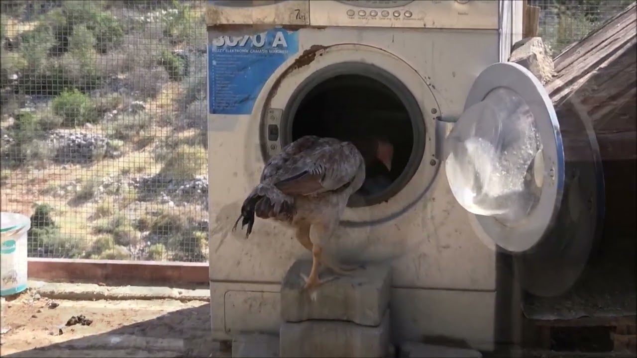 Büyük Kuluçka Şenliği (1. Bölüm)