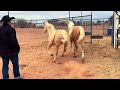 GIVING US A HEADSTART | HORSE TRAINING